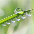 Dew Drop